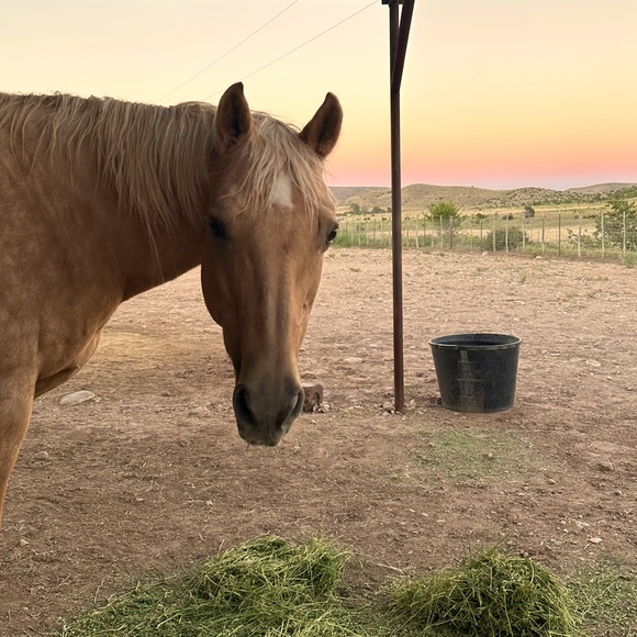 Meet your Posher, Abby - Picture 2 of 12